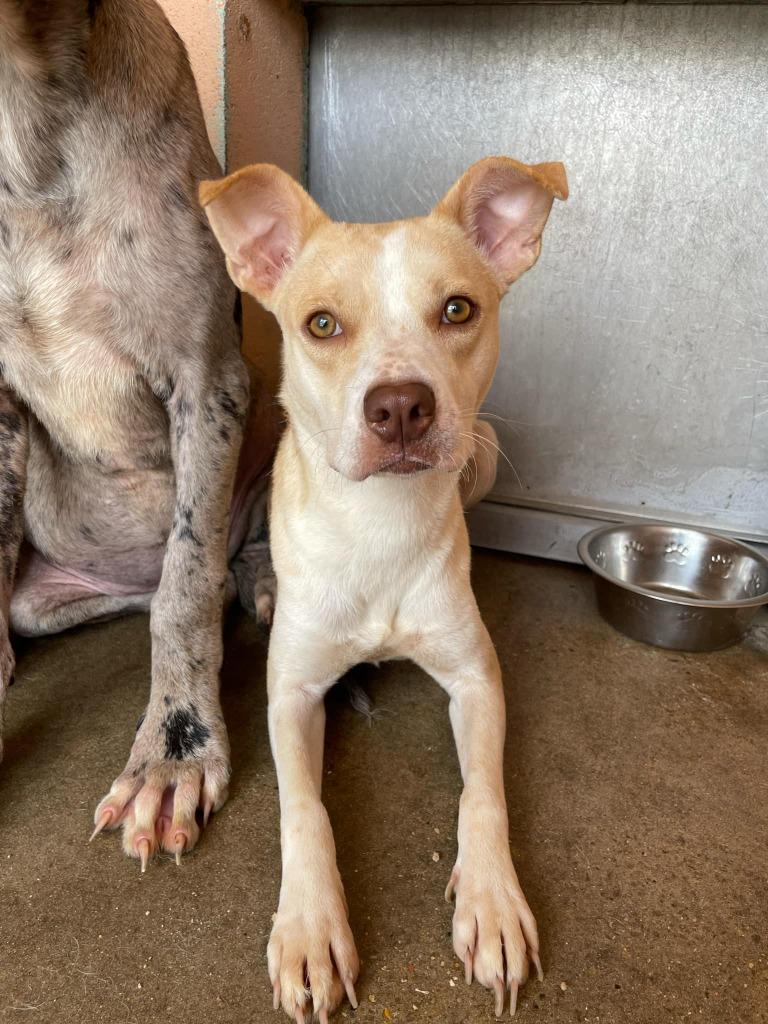 Sally, Adoptable, Young Female Labrador Retriever.