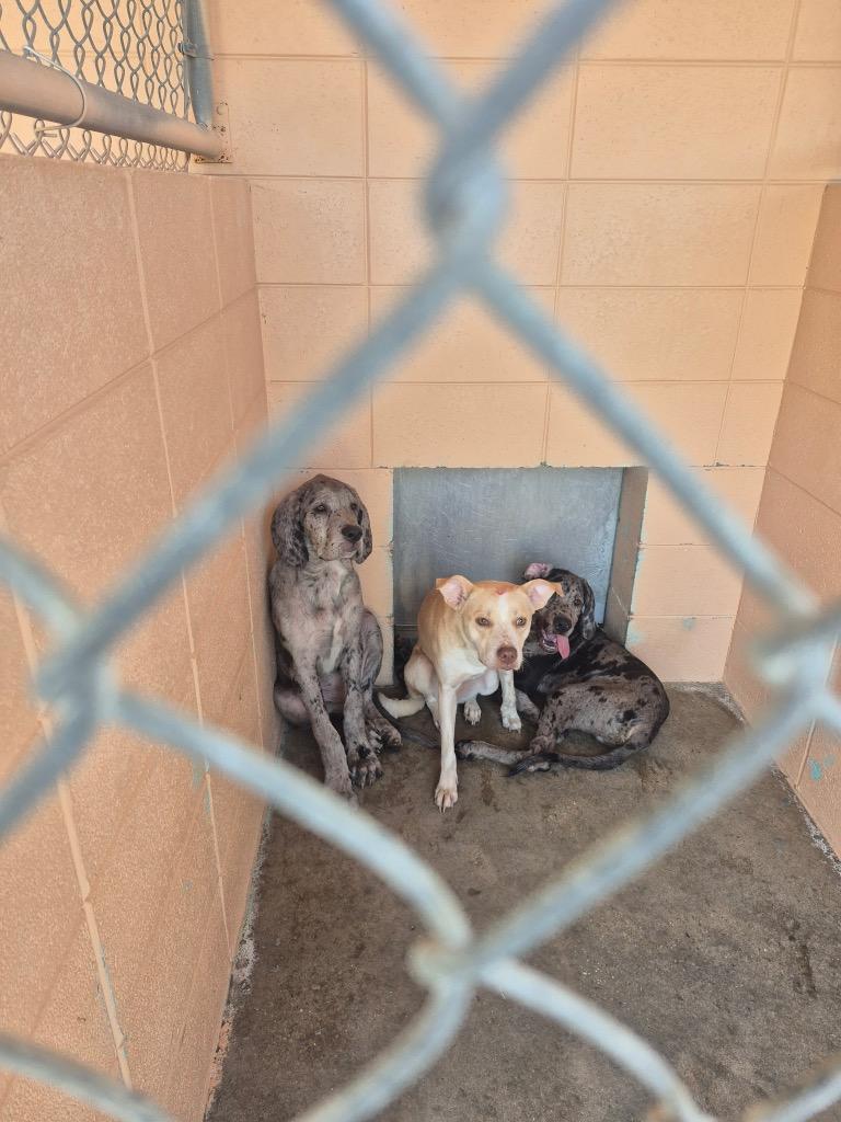 Enlarge Sally, a Adoptable Labrador Retriever in Gautier, MS image 3/4