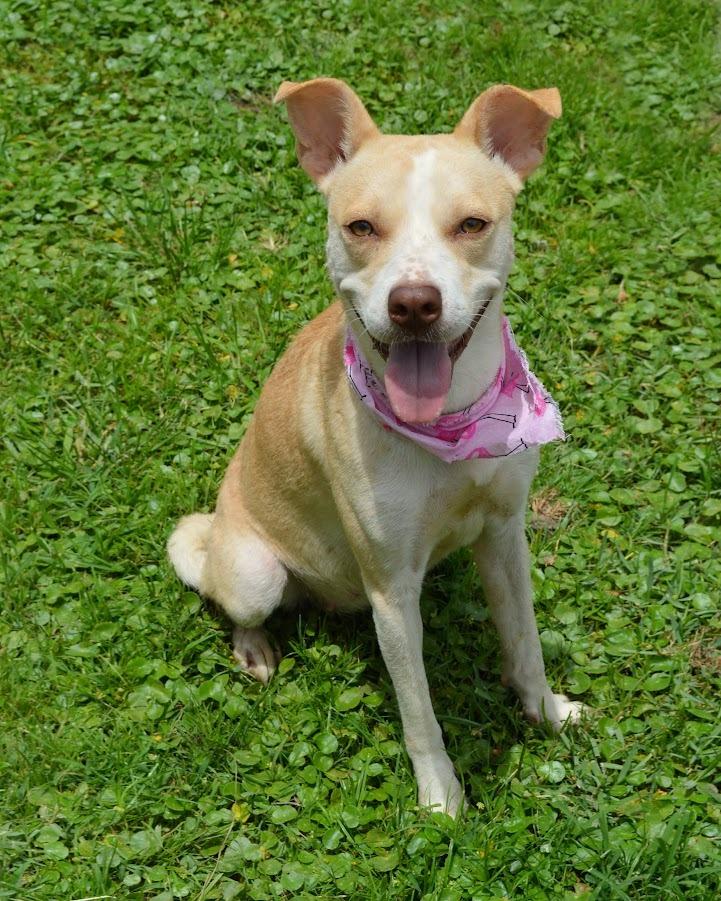 Enlarge Sally, a Adoptable Labrador Retriever in Gautier, MS image 2/4