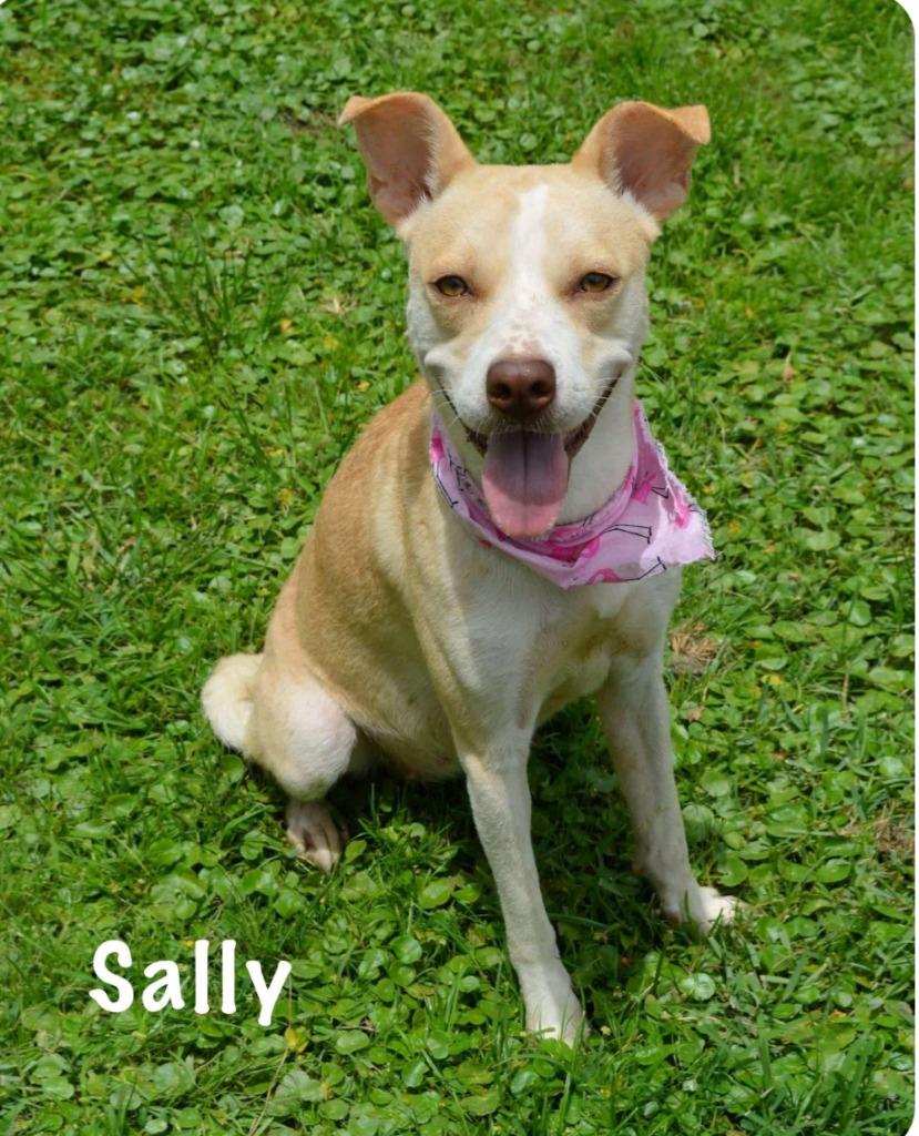 Enlarge Sally, a Adoptable Labrador Retriever in Gautier, MS image 3/4