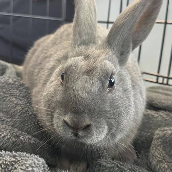 Earl Grey, Adoptable, Young Male Bunny Rabbit.