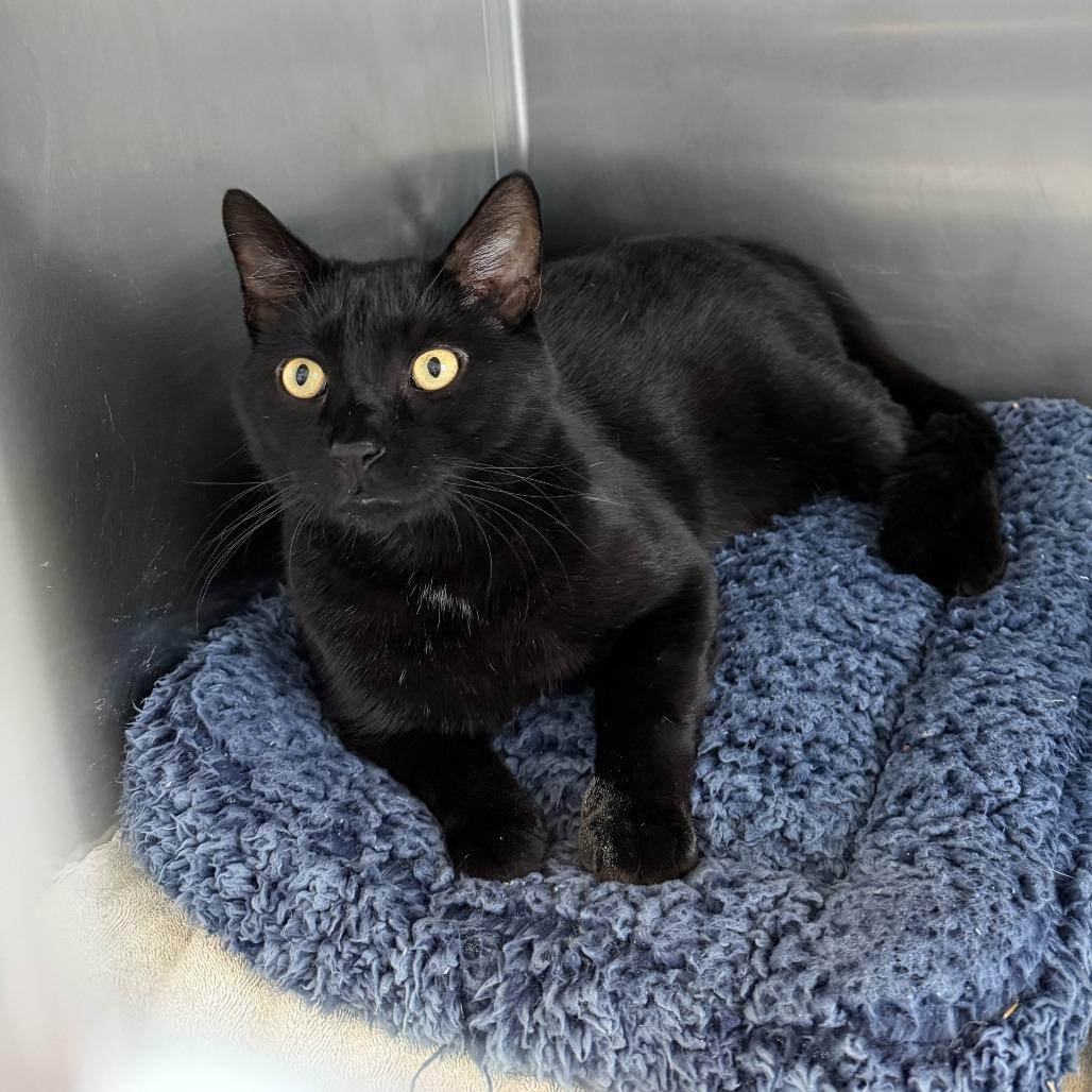 Enlarge Alfredo, a Adoptable Domestic Short Hair in Wilmington, DE image 1/6