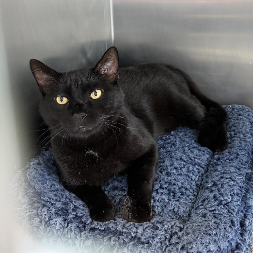 Enlarge Alfredo, a Adoptable Domestic Short Hair in Wilmington, DE image 2/6