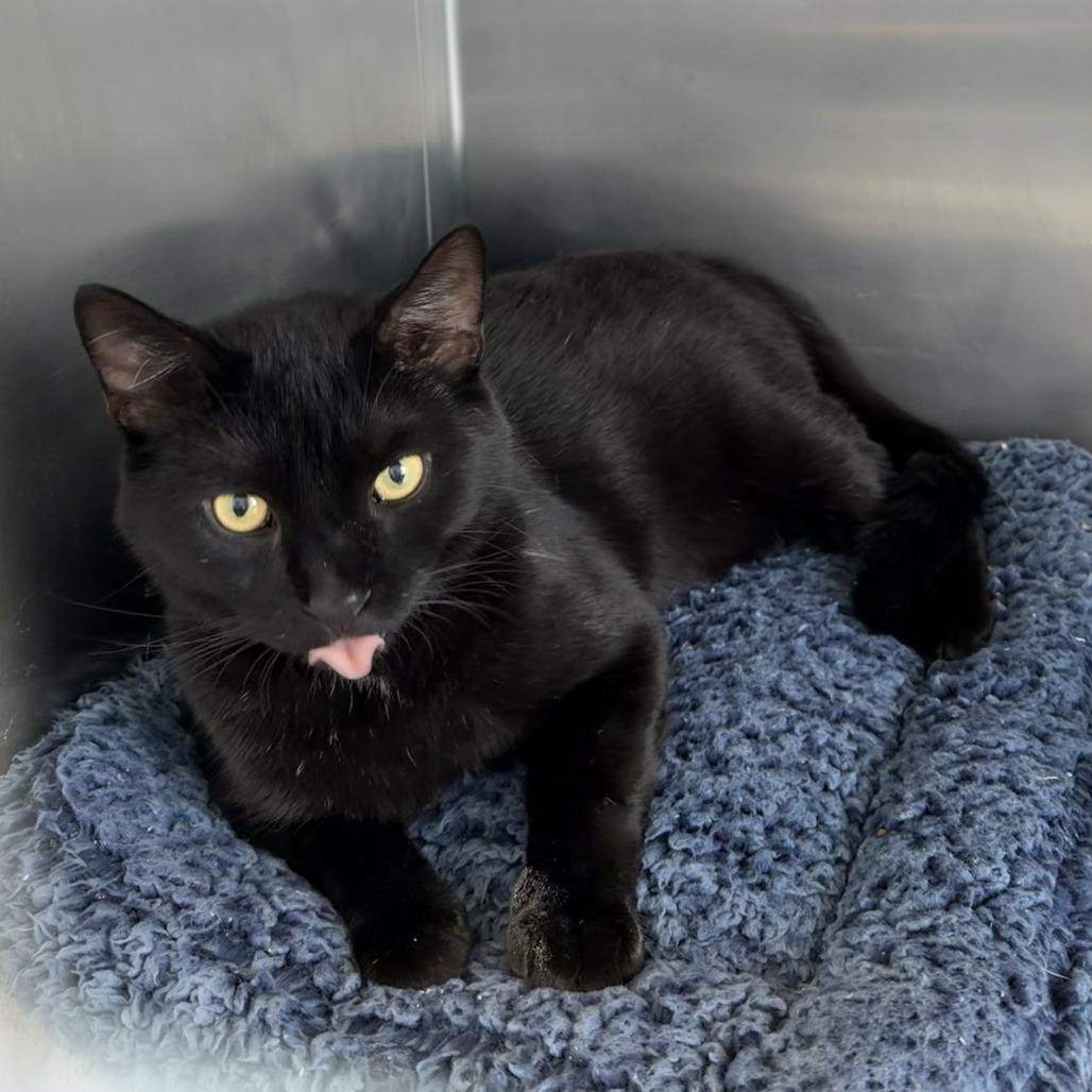 Enlarge Alfredo, a Adoptable Domestic Short Hair in Wilmington, DE image 3/6