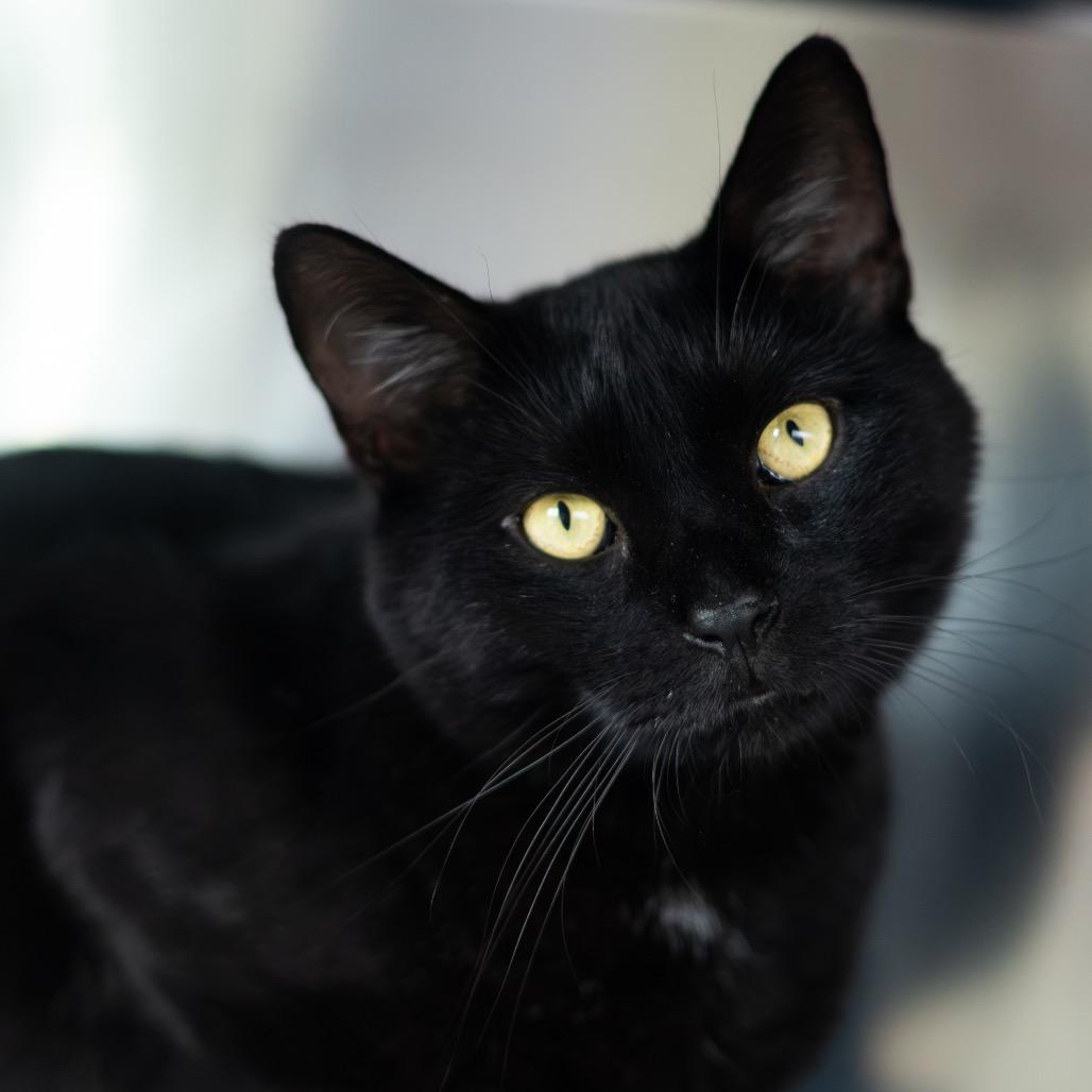 Enlarge Alfredo, a Adoptable Domestic Short Hair in Wilmington, DE image 4/6
