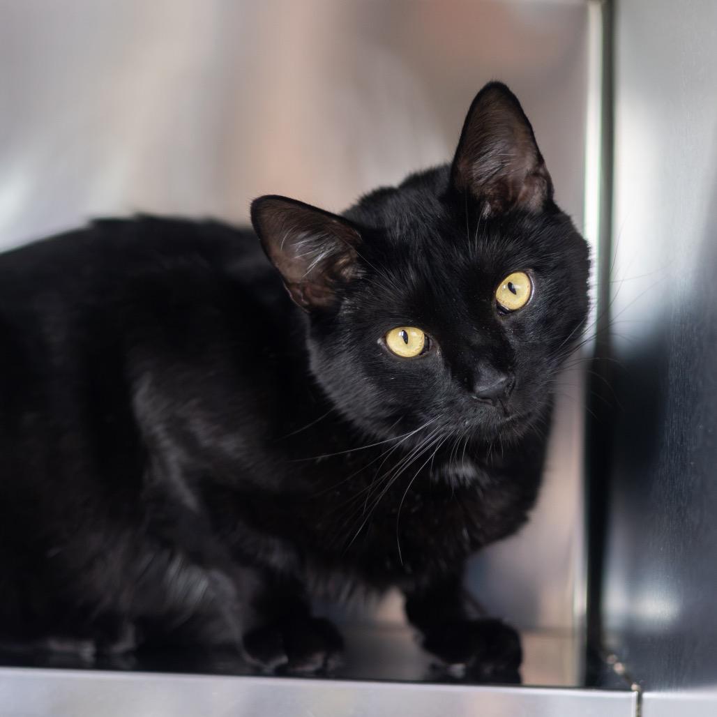Enlarge Alfredo, a Adoptable Domestic Short Hair in Wilmington, DE image 5/6