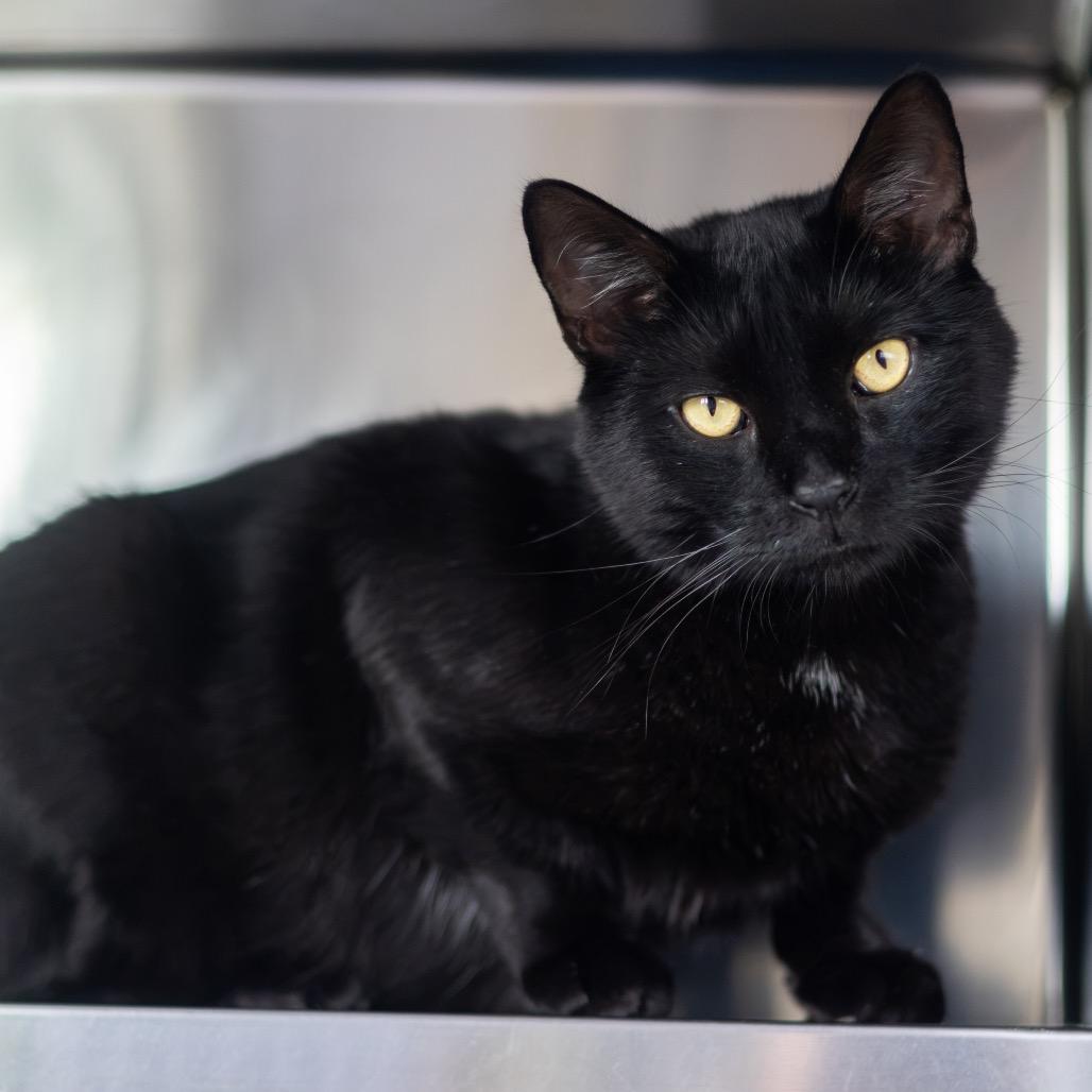Enlarge Alfredo, a Adoptable Domestic Short Hair in Wilmington, DE image 6/6