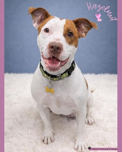 Enlarge Hazelnut, a Adoptable mixed breed in De Soto, IA image 1/3