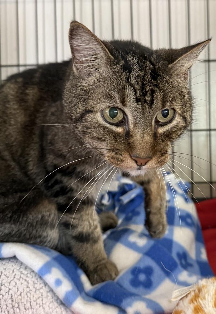 AC Benson, Adoptable, Senior Male Tabby.