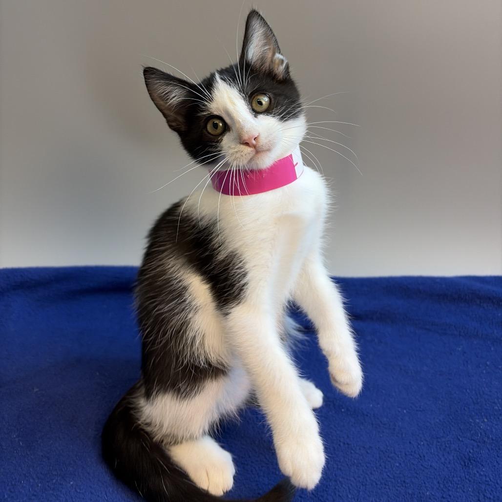 Enlarge May, a Adoptable Domestic Short Hair in San Antonio, TX image 1/6