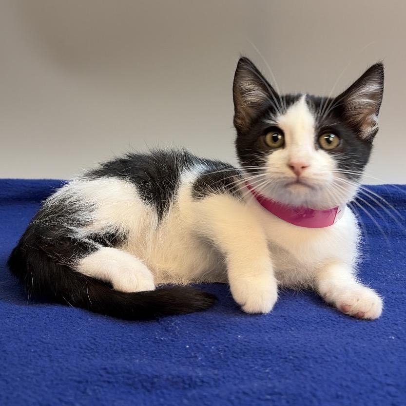 Enlarge May, a Adoptable Domestic Short Hair in San Antonio, TX image 2/6