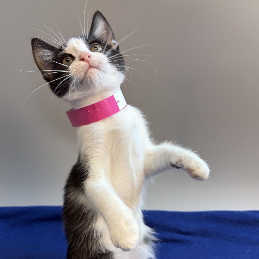 Enlarge May, a Adoptable Domestic Short Hair in San Antonio, TX image 3/6