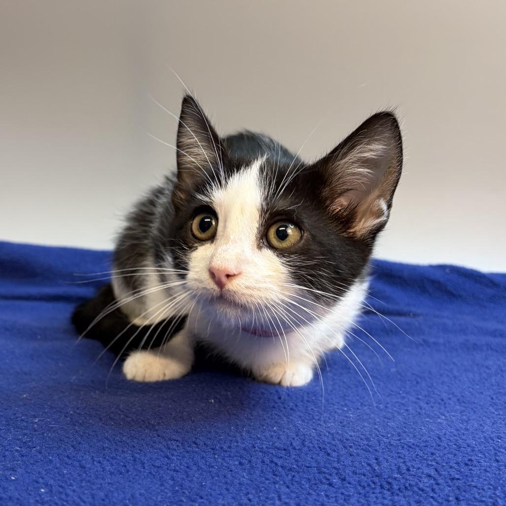 Enlarge May, a Adoptable Domestic Short Hair in San Antonio, TX image 4/6