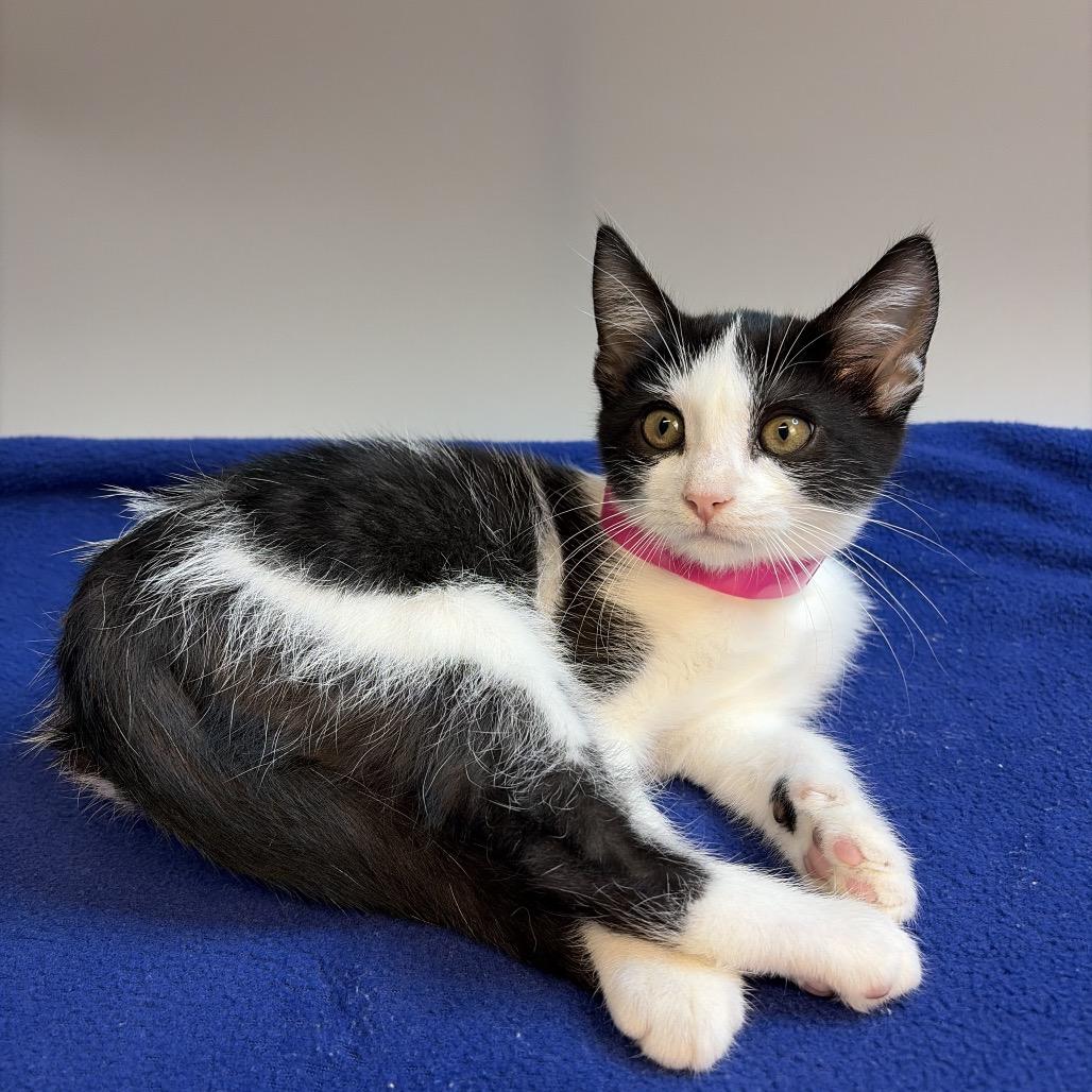 Enlarge May, a Adoptable Domestic Short Hair in San Antonio, TX image 5/6