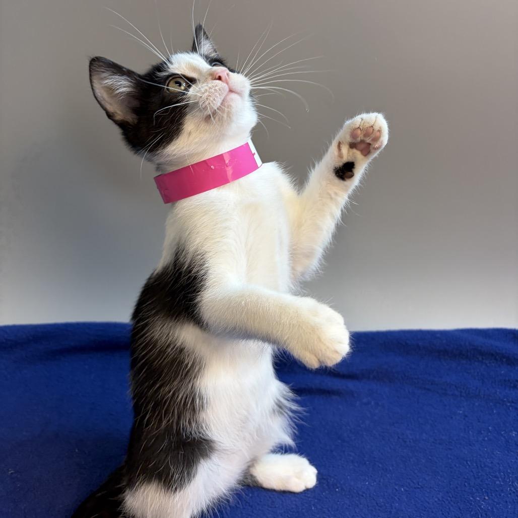Enlarge May, a Adoptable Domestic Short Hair in San Antonio, TX image 6/6