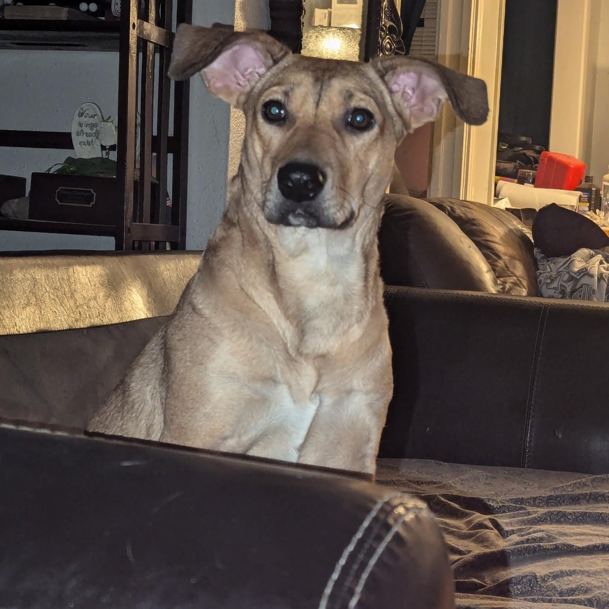 Penny — thumbnail 4