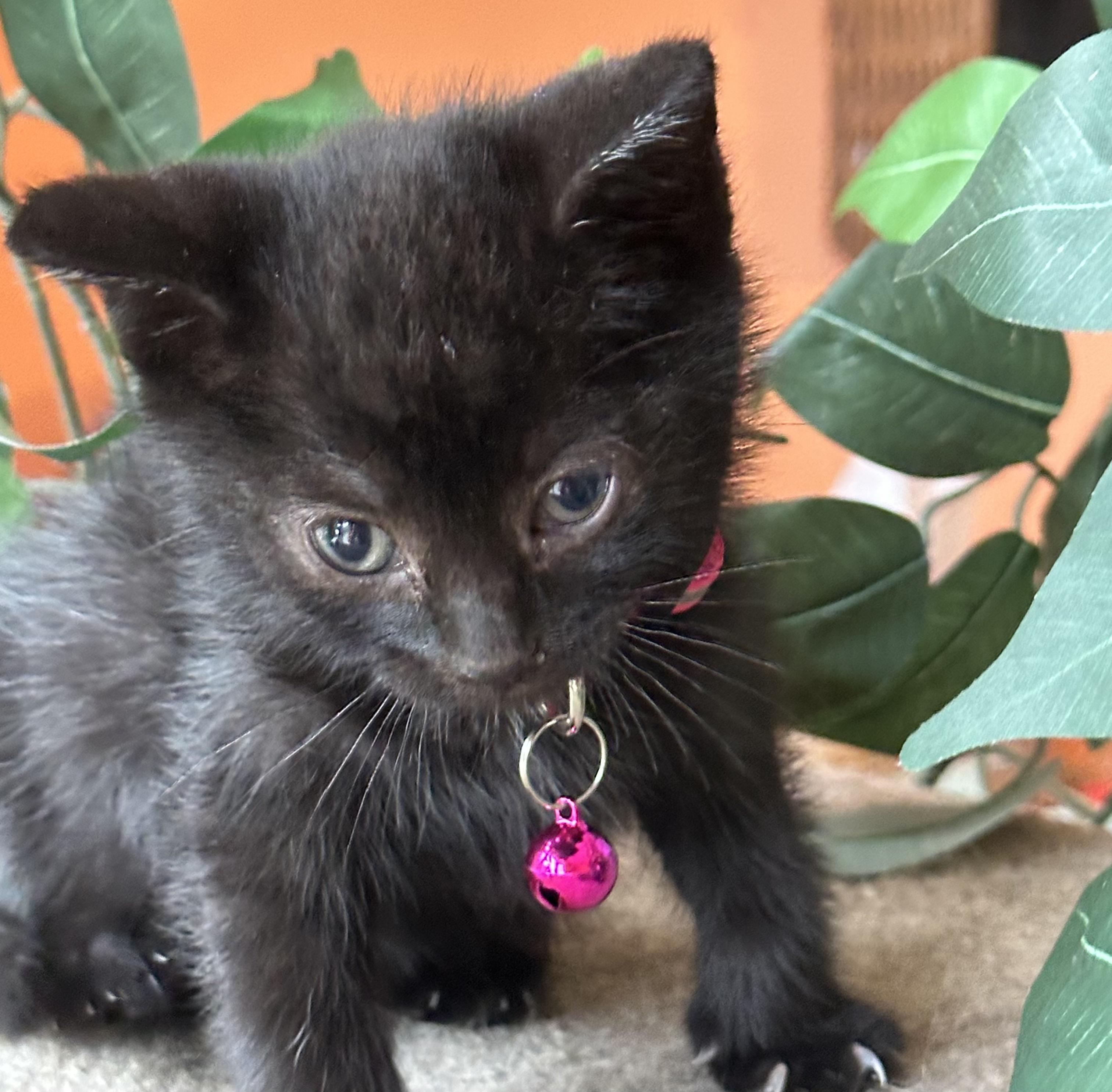 Ziva