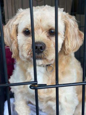 Enlarge Camilla, a Adopted mixed breed in Lewistown, PA image 1/3