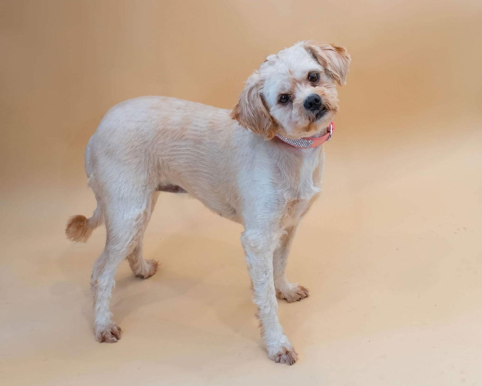 Camilla, Adopted, Adult Female Shih Tzu & Poodle.