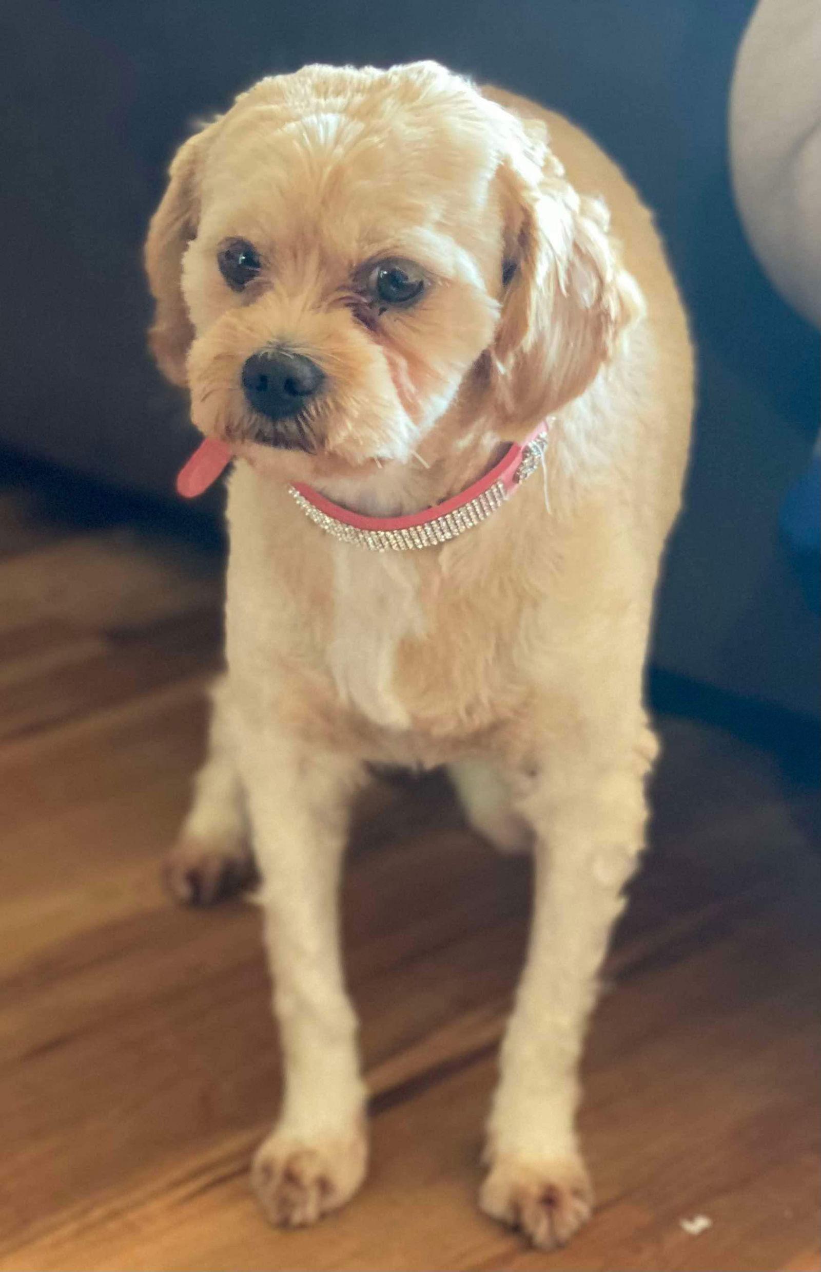 Enlarge Camilla, a Adopted mixed breed in Lewistown, PA image 3/3