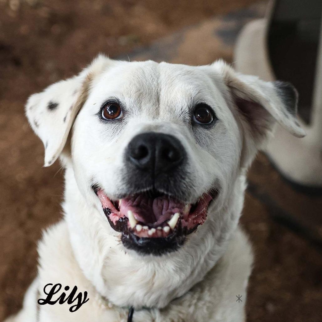 Lily, a Adoptable mixed breed in Stephenville, TX image 1/6