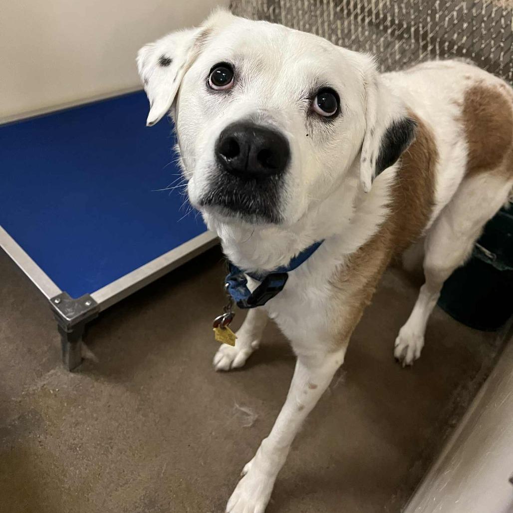 Enlarge Lily, a Adoptable mixed breed in Stephenville, TX image 1/4