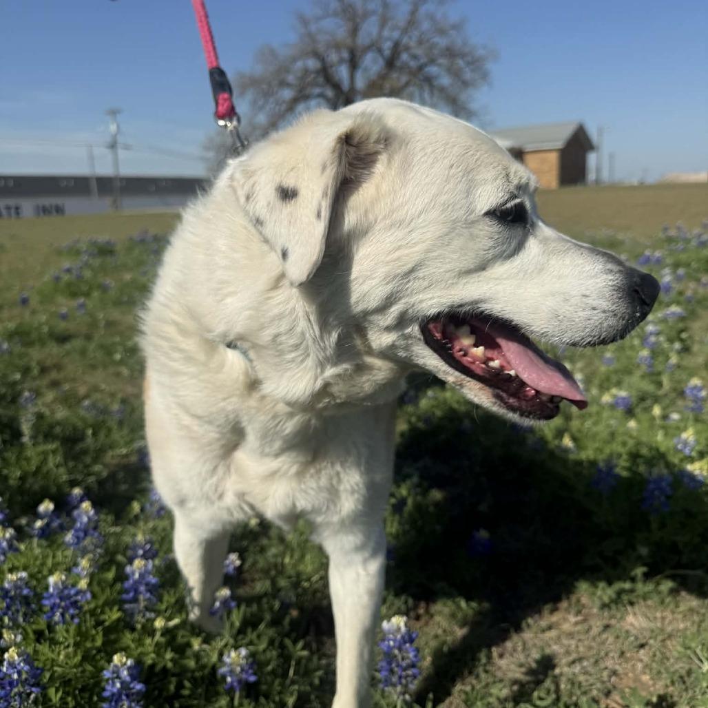 Enlarge Lily, a Adoptable mixed breed in Stephenville, TX image 2/4