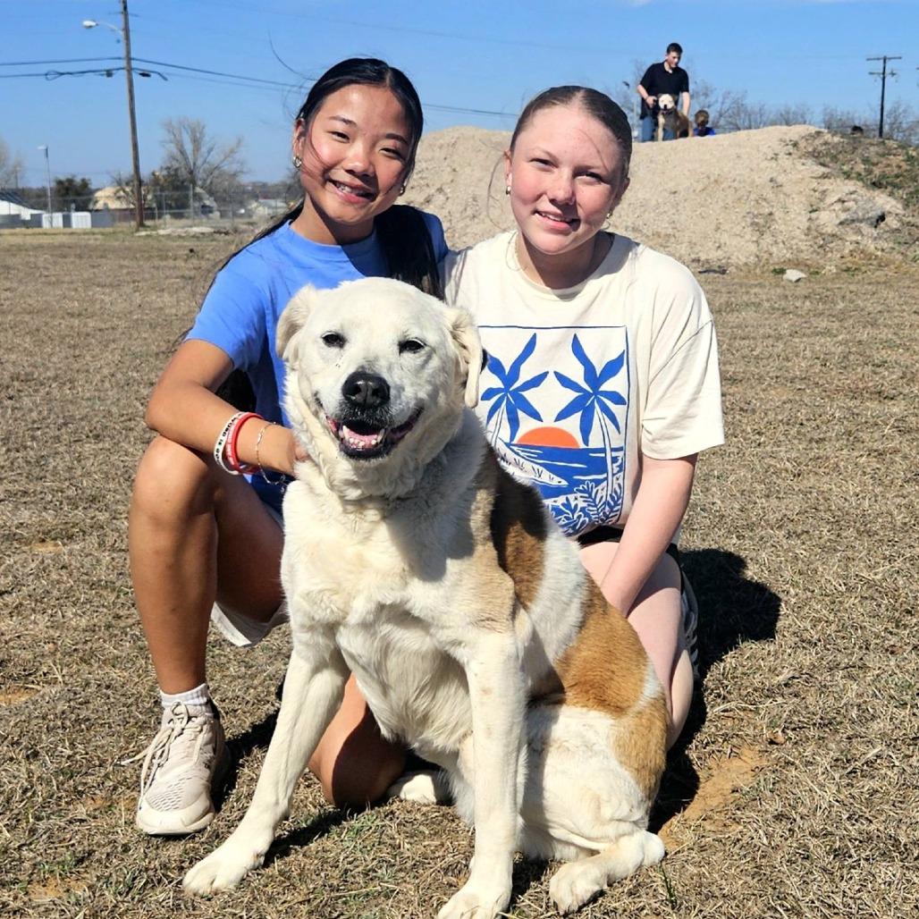 Enlarge Lily, a Adoptable mixed breed in Stephenville, TX image 3/4