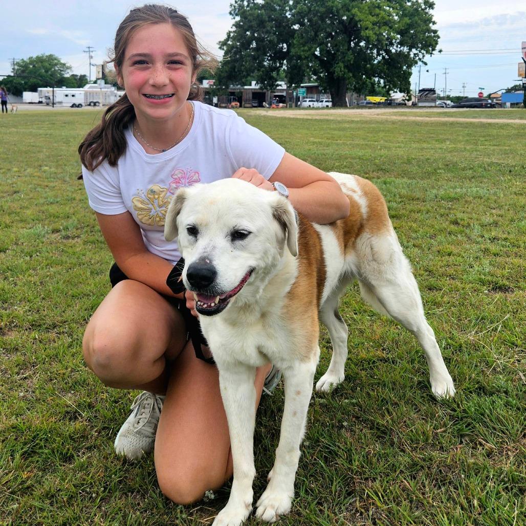 Enlarge Lily, a Adoptable mixed breed in Stephenville, TX image 5/5