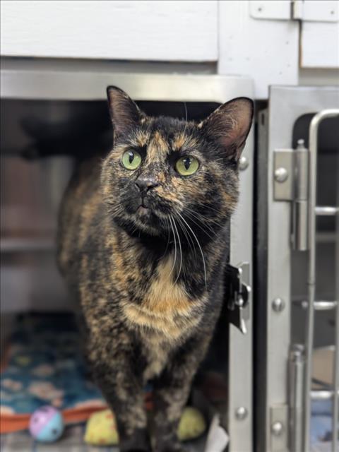 A524521, Adoptable, Adult Female Domestic Short Hair.