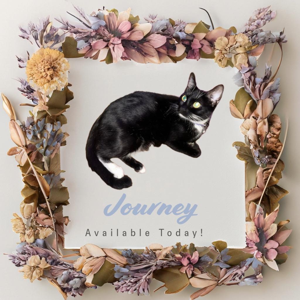 Journey, Adopted, Adult Female Domestic Short Hair.