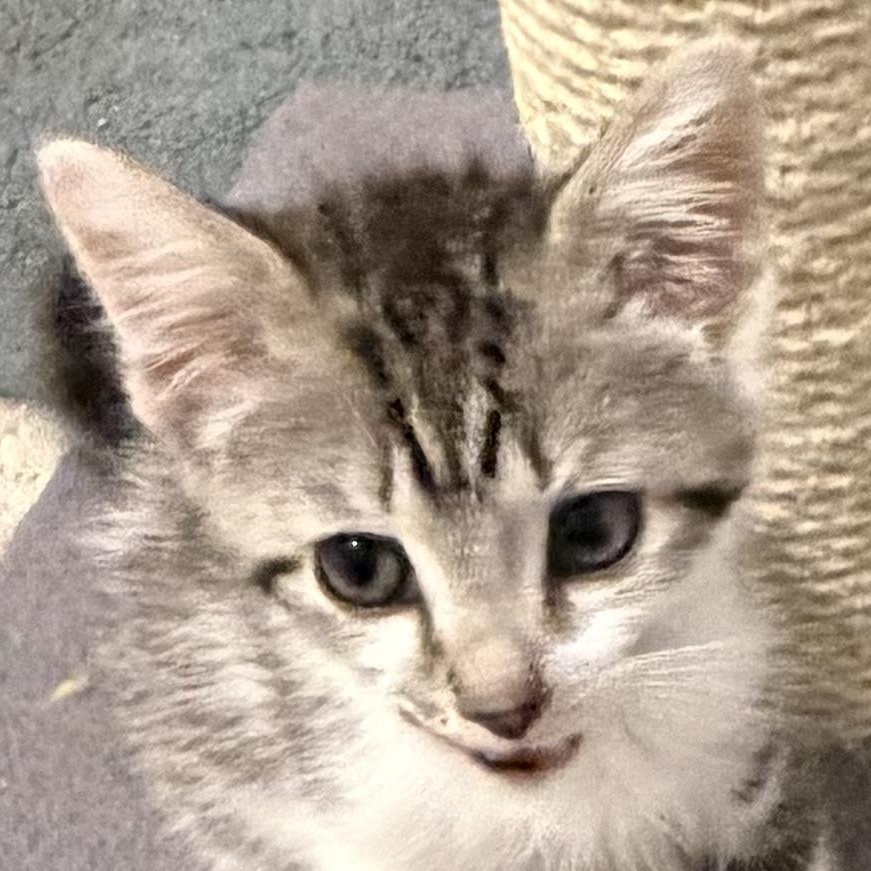 Bogey, Adoptable, Kitten Male Domestic Short Hair.
