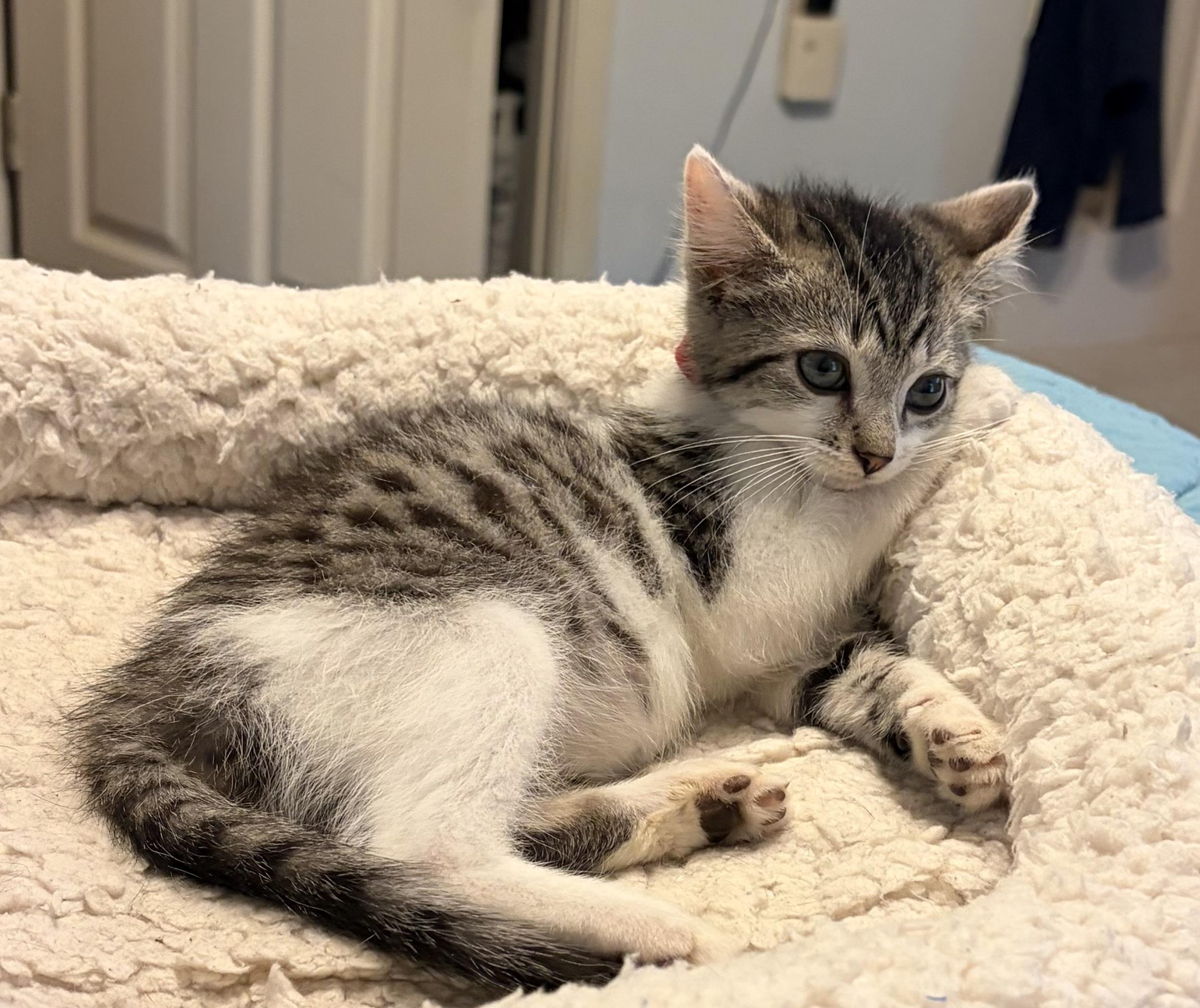 Bogey, a Adoptable Domestic Short Hair in Houghton Lake, MI image 5/6