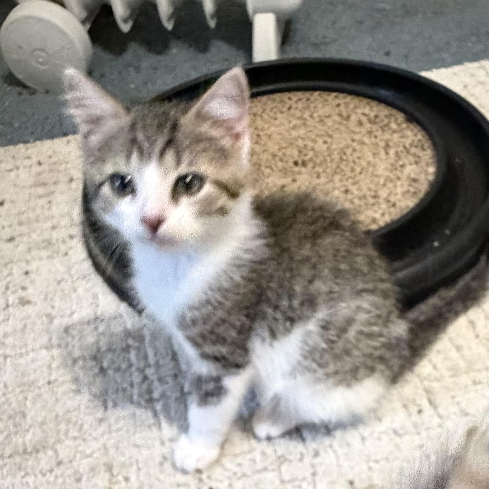 Bogey, a Adoptable Domestic Short Hair in Houghton Lake, MI image 6/6