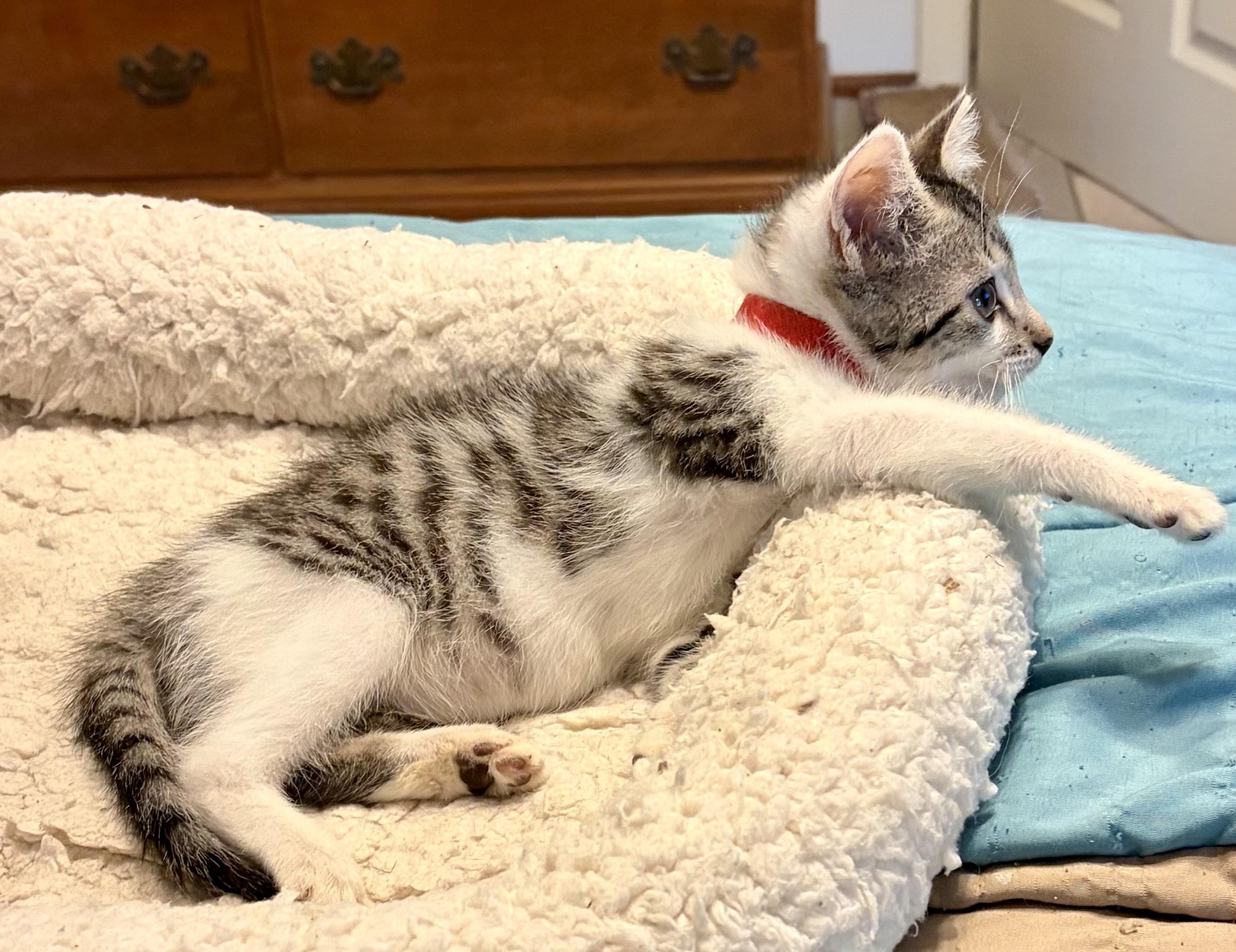Bogey, a Adoptable Domestic Short Hair in Houghton Lake, MI image 3/6