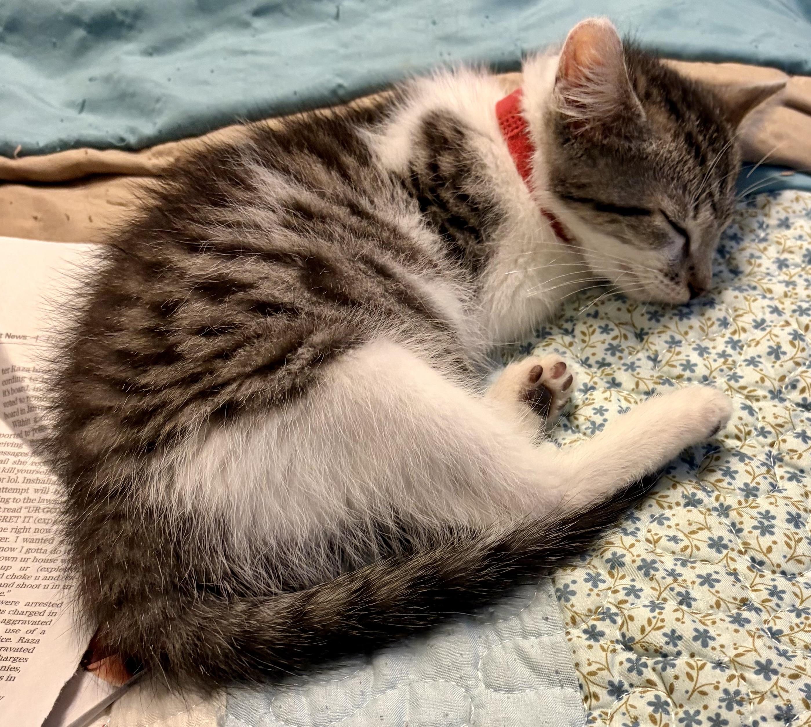 Bogey, a Adoptable Domestic Short Hair in Houghton Lake, MI image 4/6