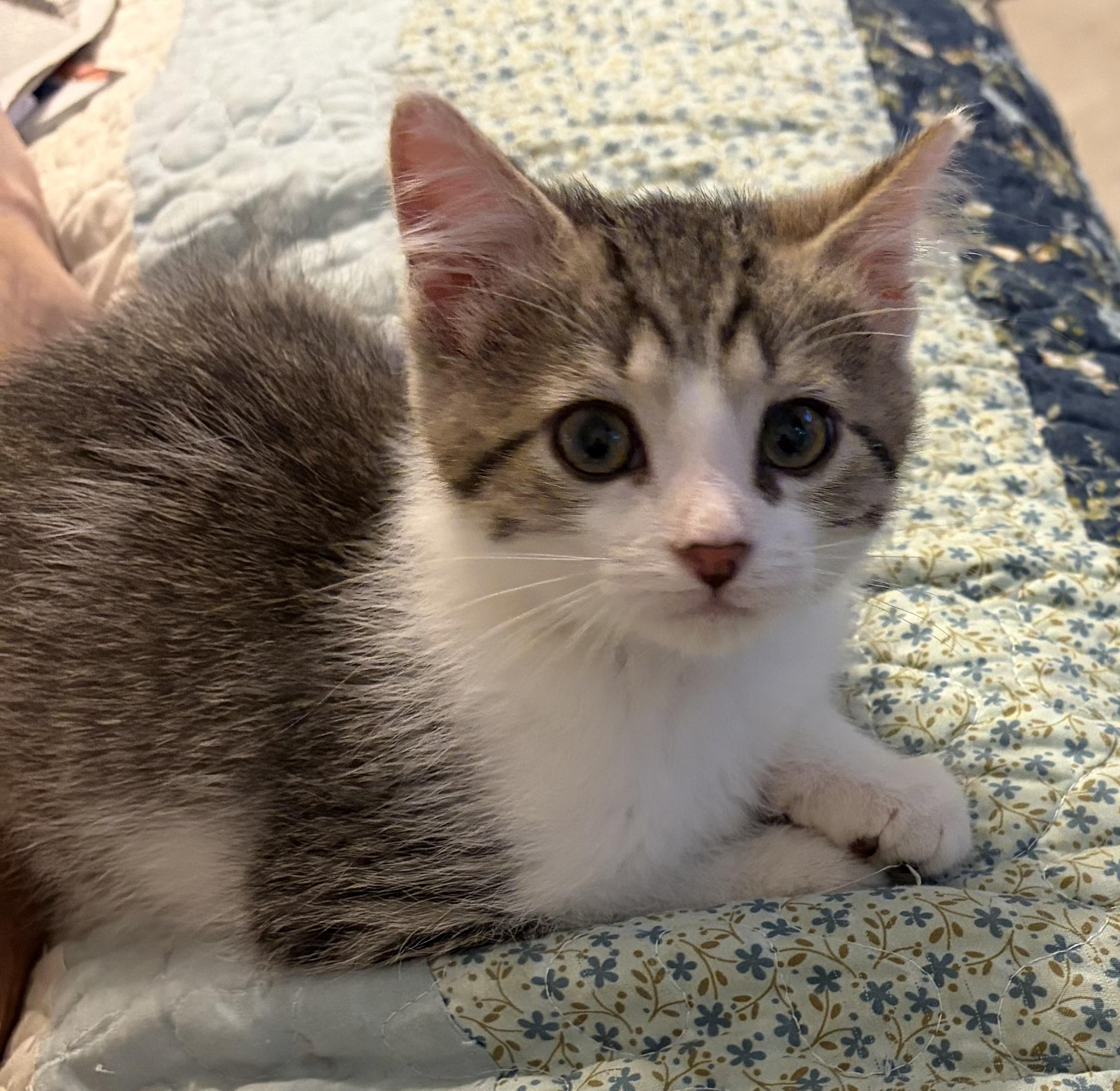 Bogey, a Adoptable Domestic Short Hair in Houghton Lake, MI image 2/6