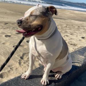 SHELLSEA, Adoptable, Adult Female Staffordshire Bull Terrier & Australian Cattle Dog / Blue Heeler.