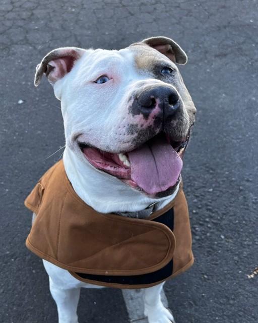 Enlarge SHELLSEA, a Adoptable mixed breed in Alameda, CA image 1/1