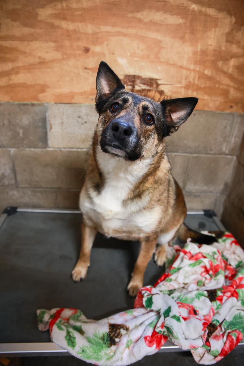 Enlarge Jack, a Adoptable Shepherd in Loogootee, IN image 2/2