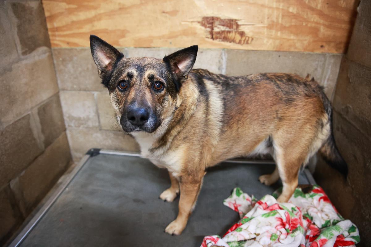 Enlarge Jack, a Adoptable Shepherd in Loogootee, IN image 1/2
