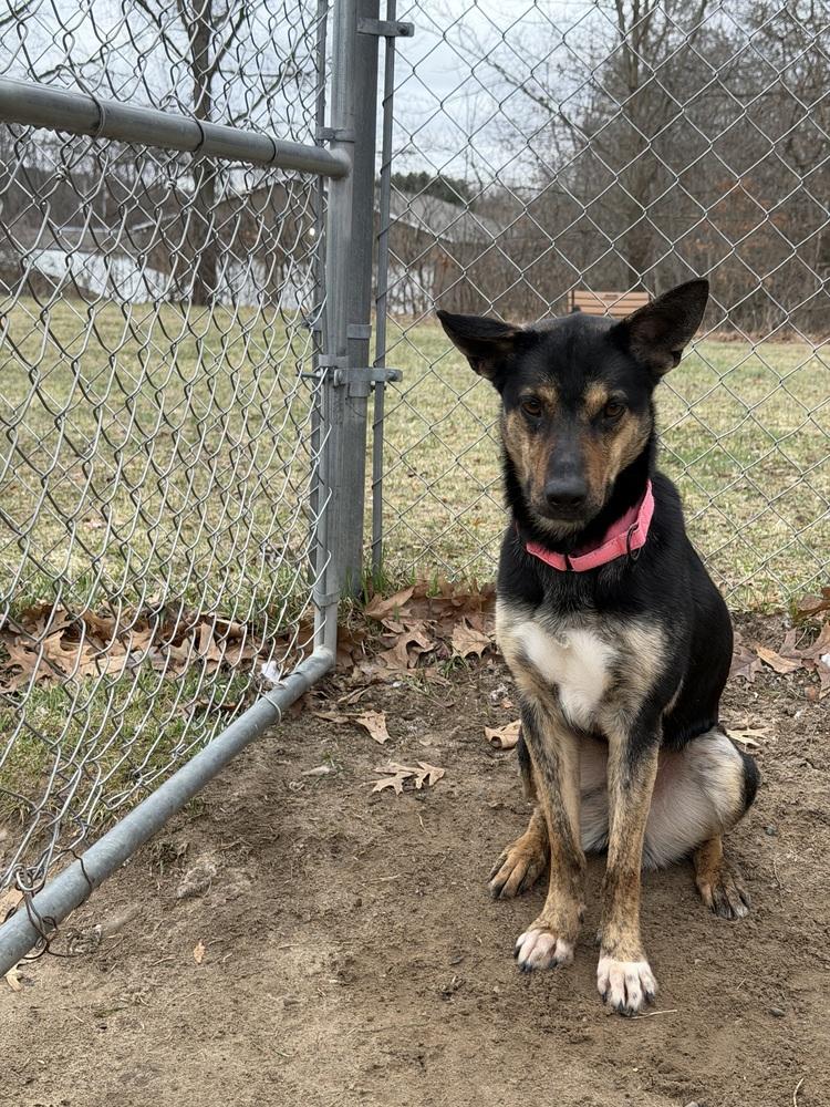 Enlarge Jasmine, a Adoptable mixed breed in Kalamazoo, MI image 1/5