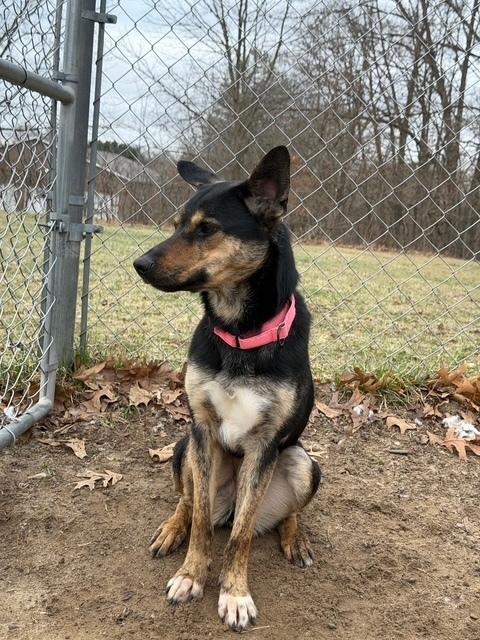 Enlarge Jasmine, a Adoptable mixed breed in Kalamazoo, MI image 2/5