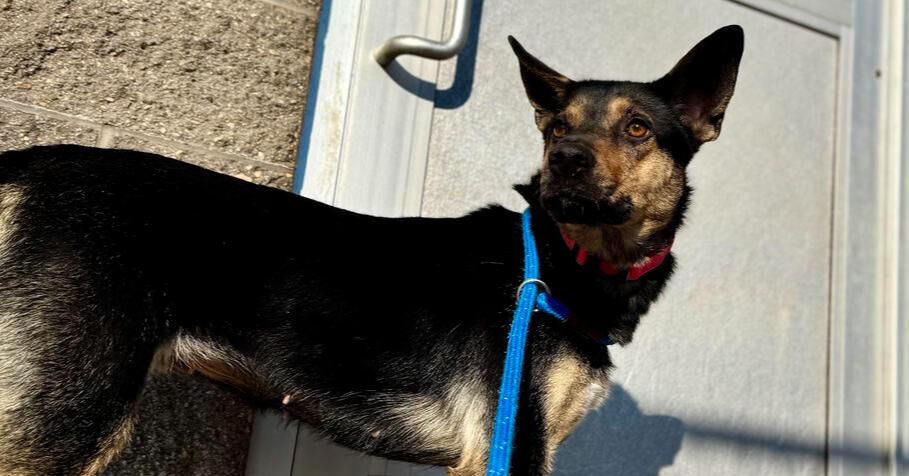 Enlarge Jasmine, a Adoptable mixed breed in Kalamazoo, MI image 1/1