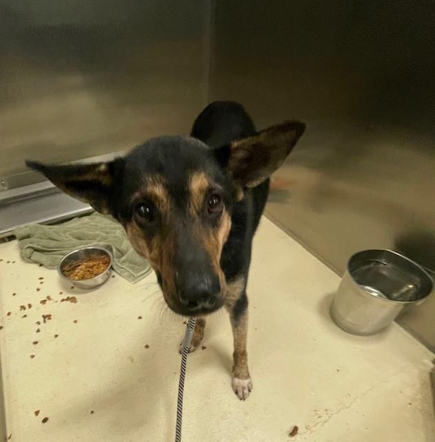 Jasmine, Adoptable, Adult Female German Shepherd Dog.