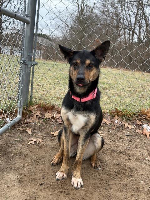 Enlarge Jasmine, a Adoptable mixed breed in Kalamazoo, MI image 4/5