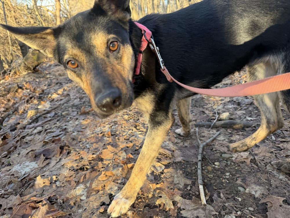 Enlarge Jasmine, a Adoptable mixed breed in Kalamazoo, MI image 5/5