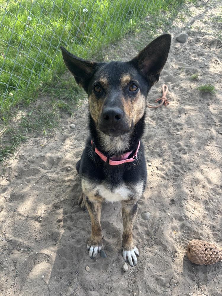 Jasmine, a Adoptable mixed breed in Kalamazoo, MI image 6/6