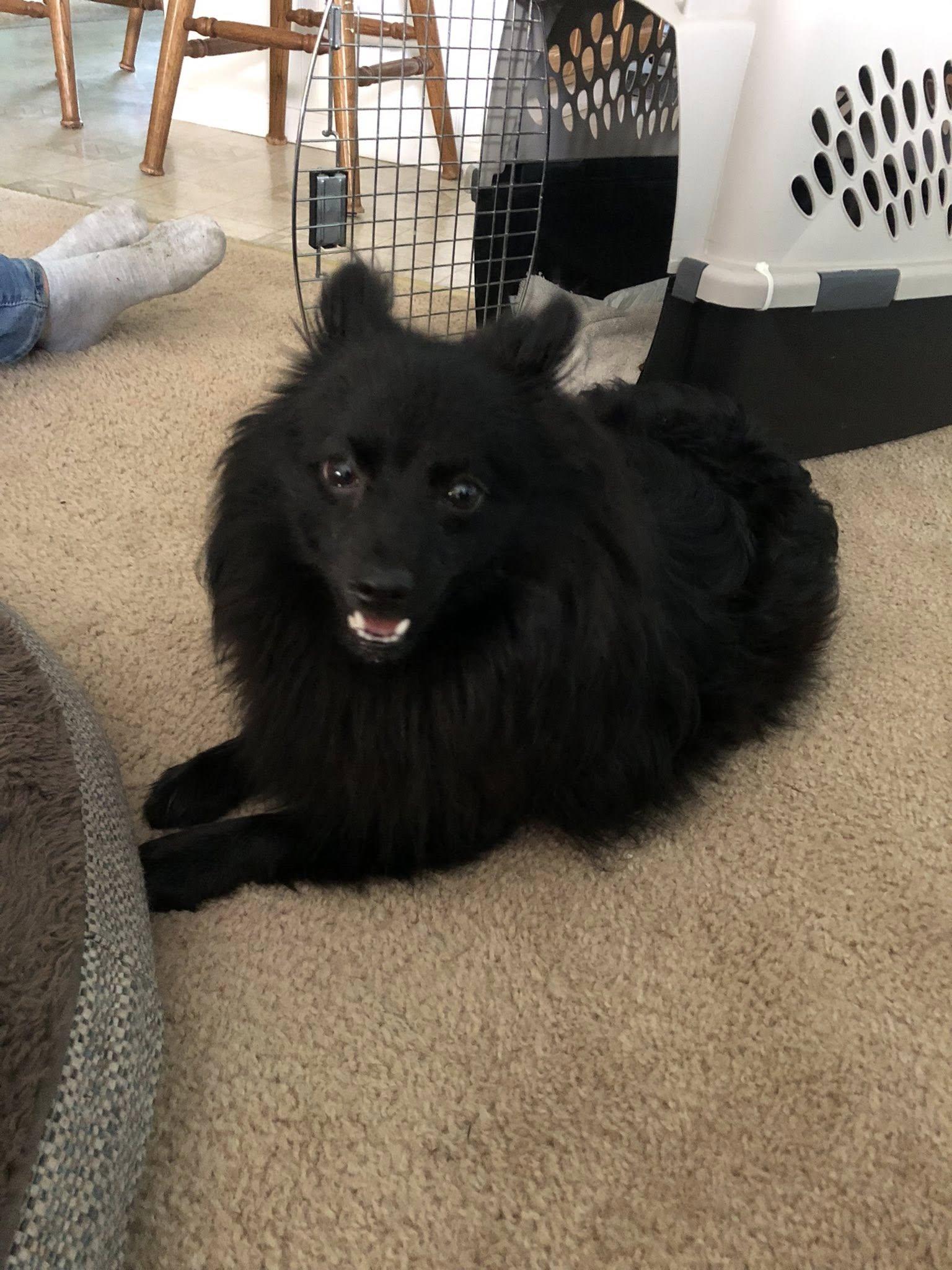 Raven, an adoptable Pomeranian in Manhattan, MT, 59741 | Photo Image 1