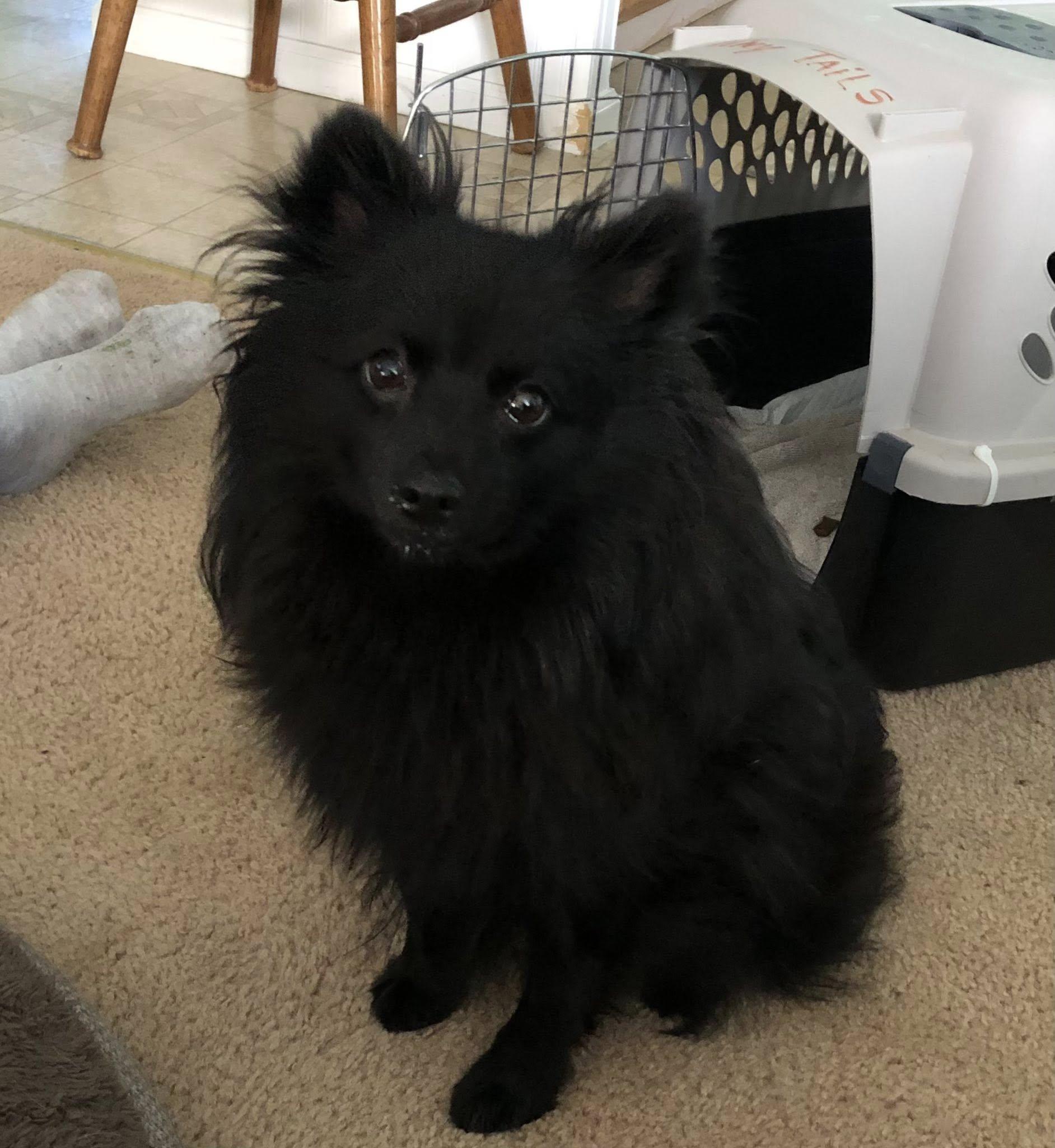 Enlarge Raven, a Adopted Pomeranian in Manhattan, MT image 2/2